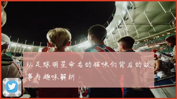 以足球明星命名的猫咪们背后的故事与趣味解析